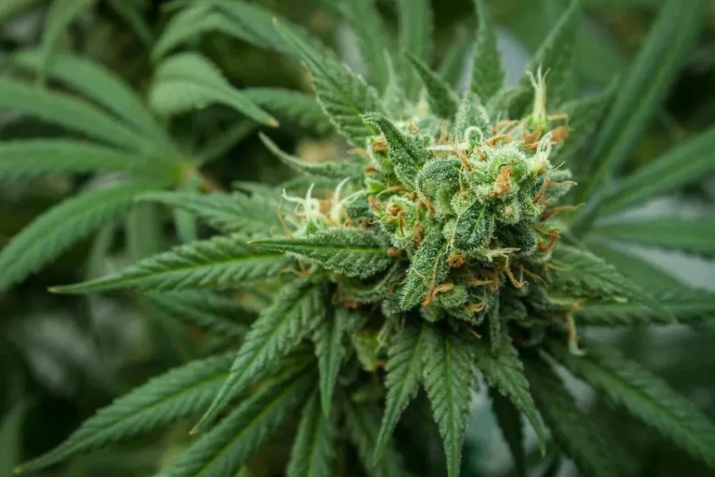 What is THC? UK Guide