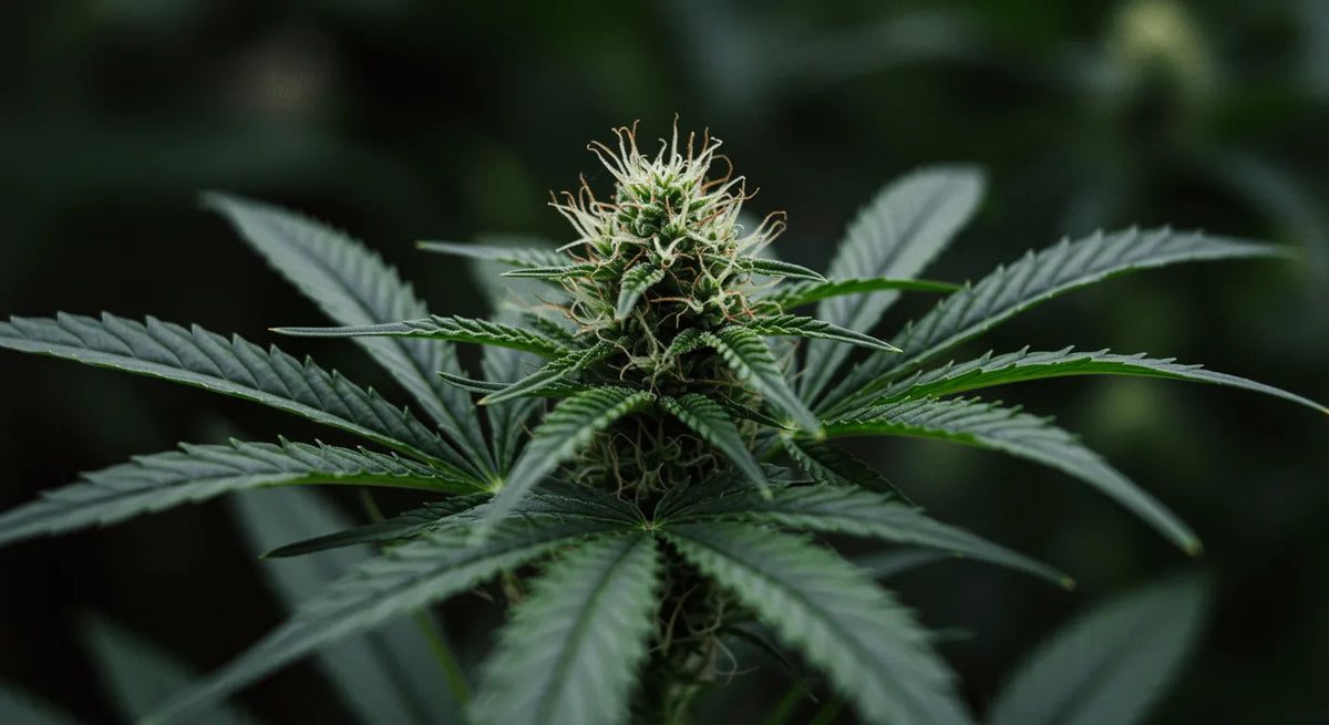 Beginner's Guide to Medical Cannabis in the UK
