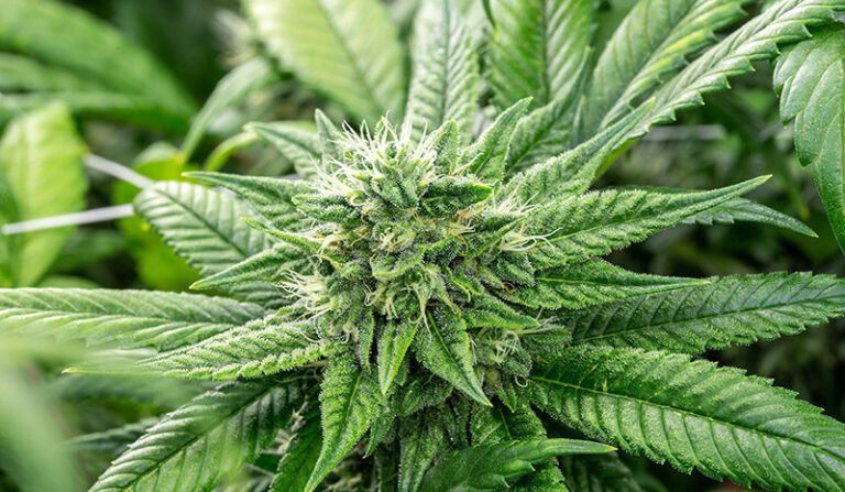 Buy Legal Cannabis in the UK — CBD, Medical Cannabis and Hemp Guide | Leaflybuds