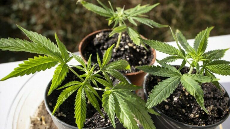 How to Grow Cannabis UK — Laws, Legality and Medical Patients Guide | Leaflybuds