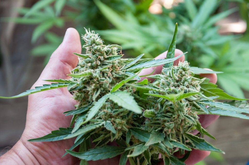 How to Store Cannabis UK — Keep It Fresh 2026